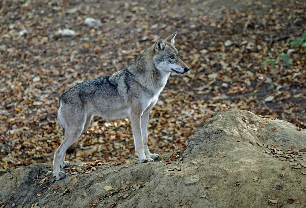 A wolf standing on a rock in Olderdissen Animal Park