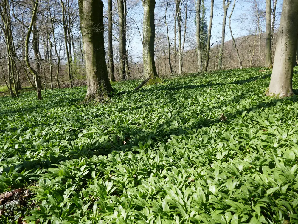 Wild garlic in the beech forest