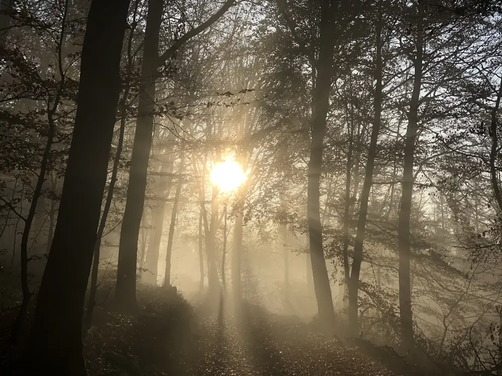 Morning sun shining through mist between the trees on the Ebberg