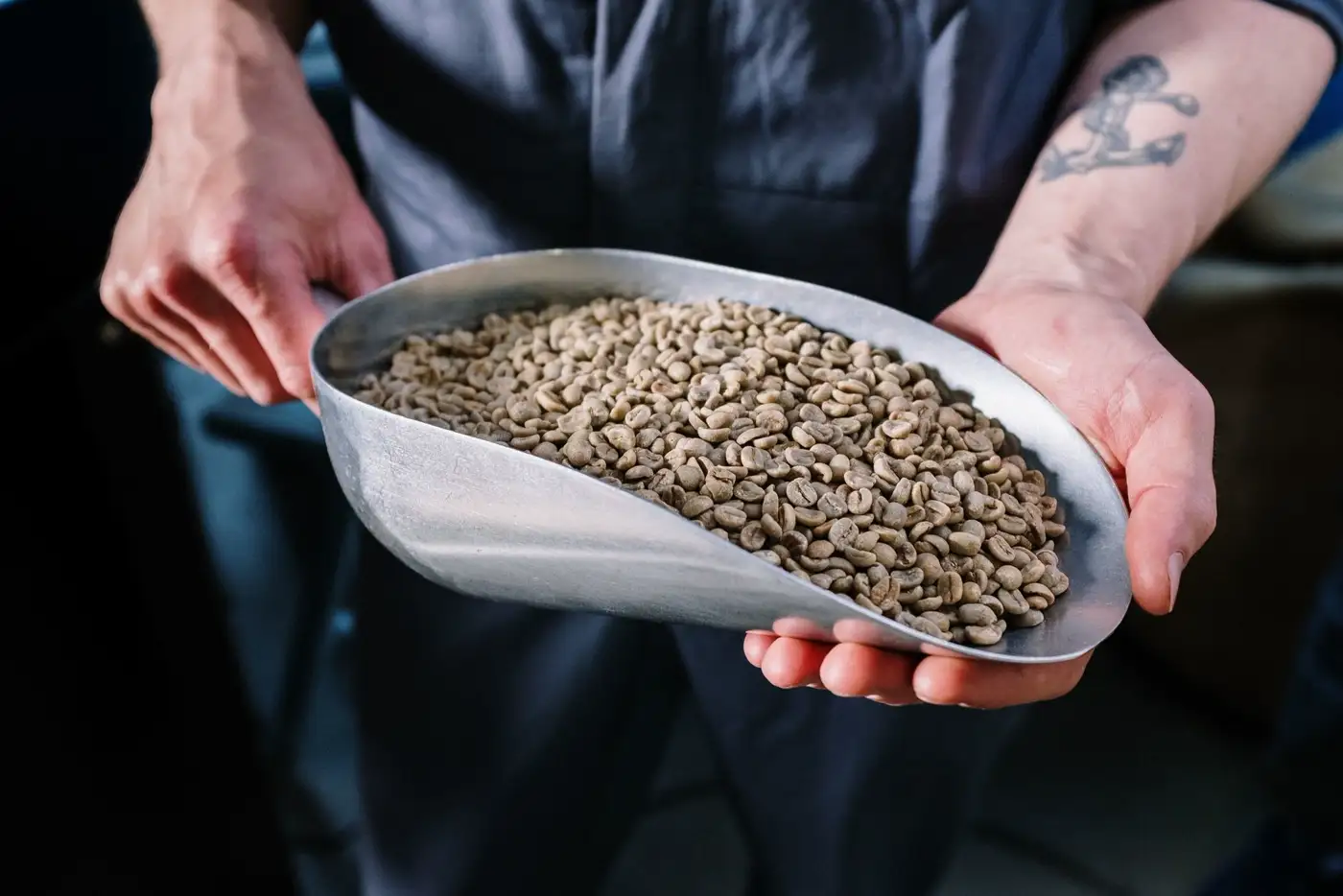 Zwei Hände halten eine Schaufel mit grünem Rohkaffee