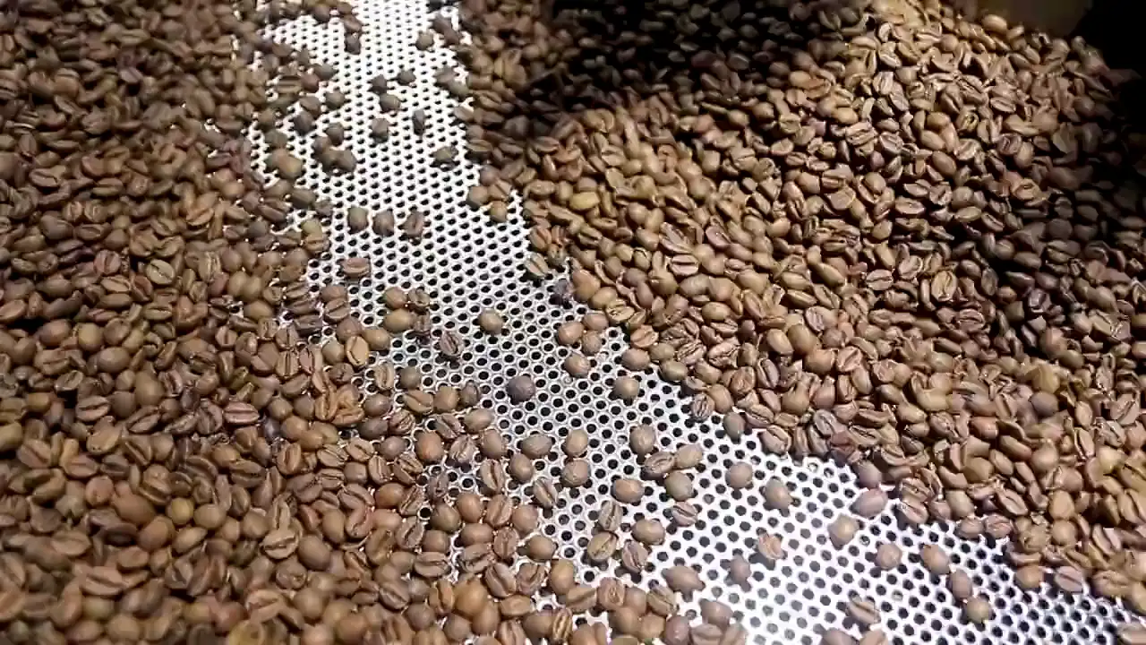Frisch geröstete Kaffeebohnen werden im Kühlsieb umgerührt